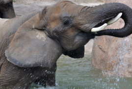 Cheyenne Mountain Zoo