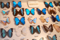 May Natural History Museum