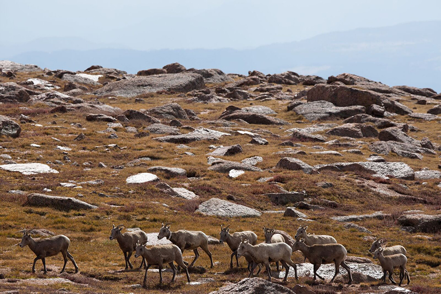Big Horn Sheep on Pikes Peak