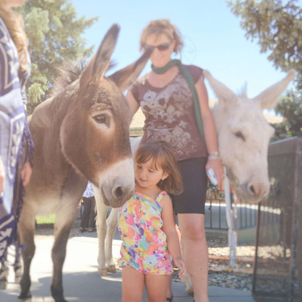 Donkey&Kids Cripple Creek