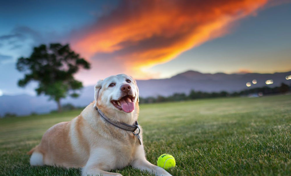 pet friendly casinos in colorado