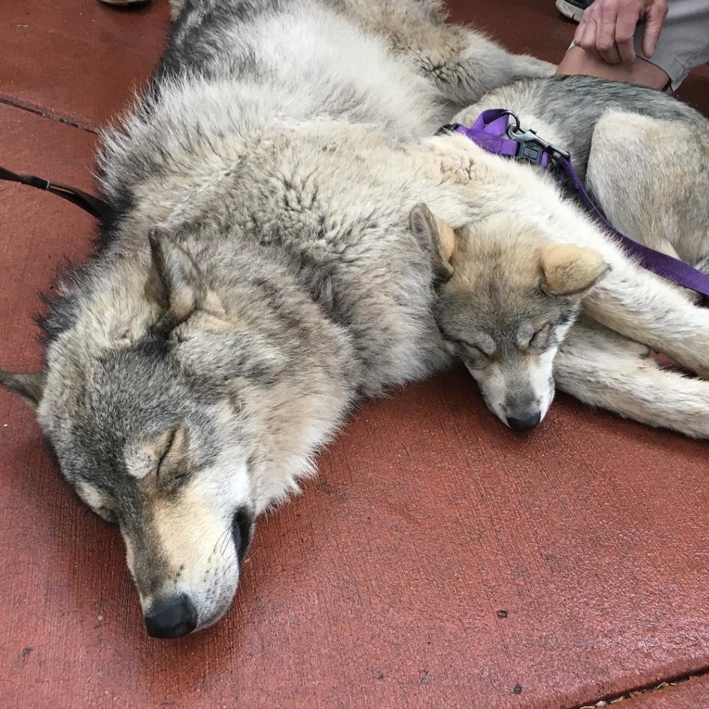 Manitou Cliff Dwellings colorado wolf adventures